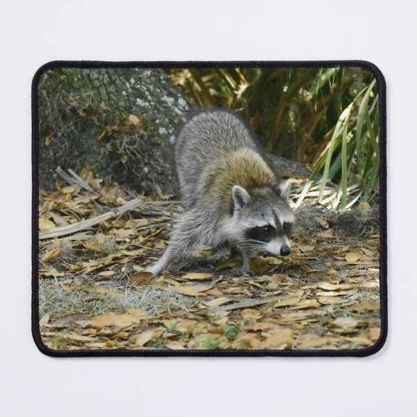 Item preview, Unedited Raccoon Picture designed and sold by MercerImages.