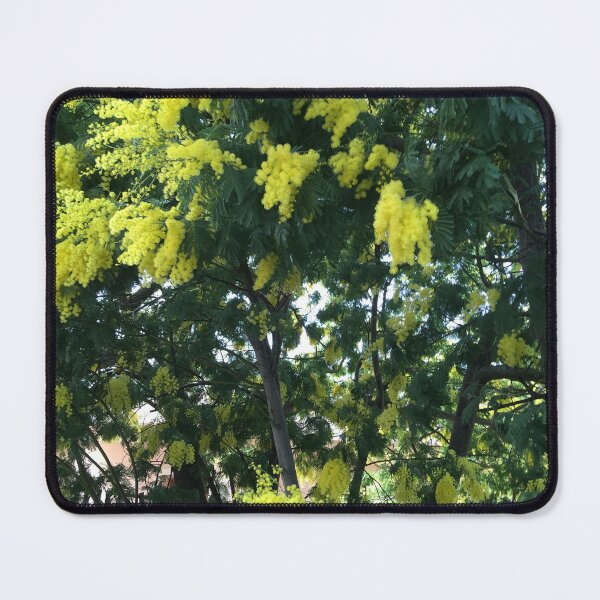 Item preview, Mimosa flowers tree Saint-Tropez, Bormes les Momosas BIPHOTO designed and sold by BIPHOTONEWS.
