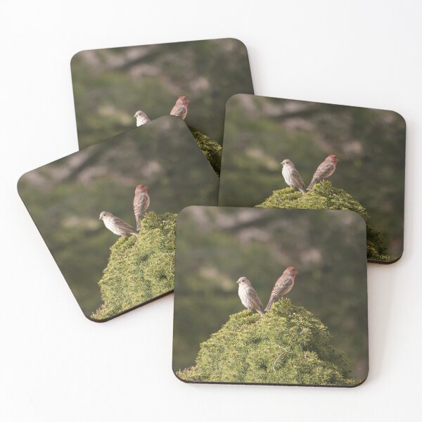 Item preview, Male and Female House Finch designed and sold by KJWild.