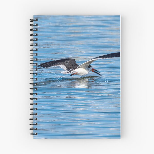 Item preview, Black Skimmer designed and sold by Debra Martz.