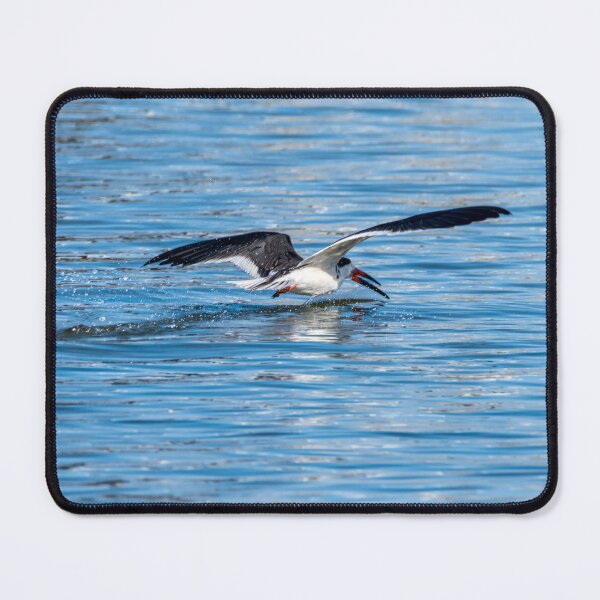 Item preview, Black Skimmer designed and sold by Debra Martz.