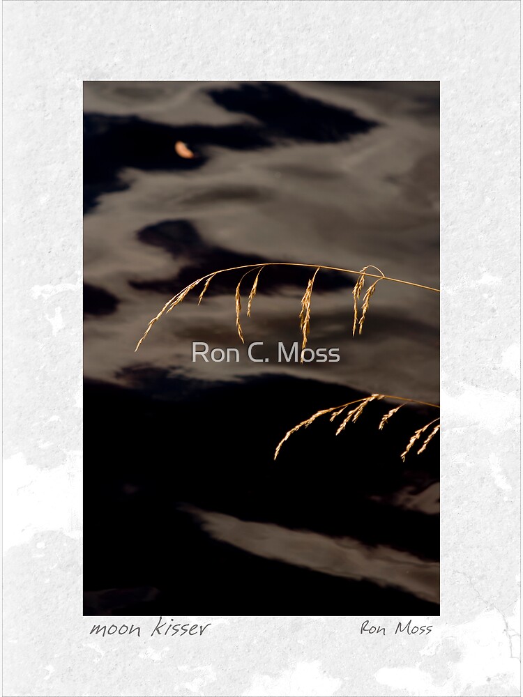 moon kisser by ronmoss