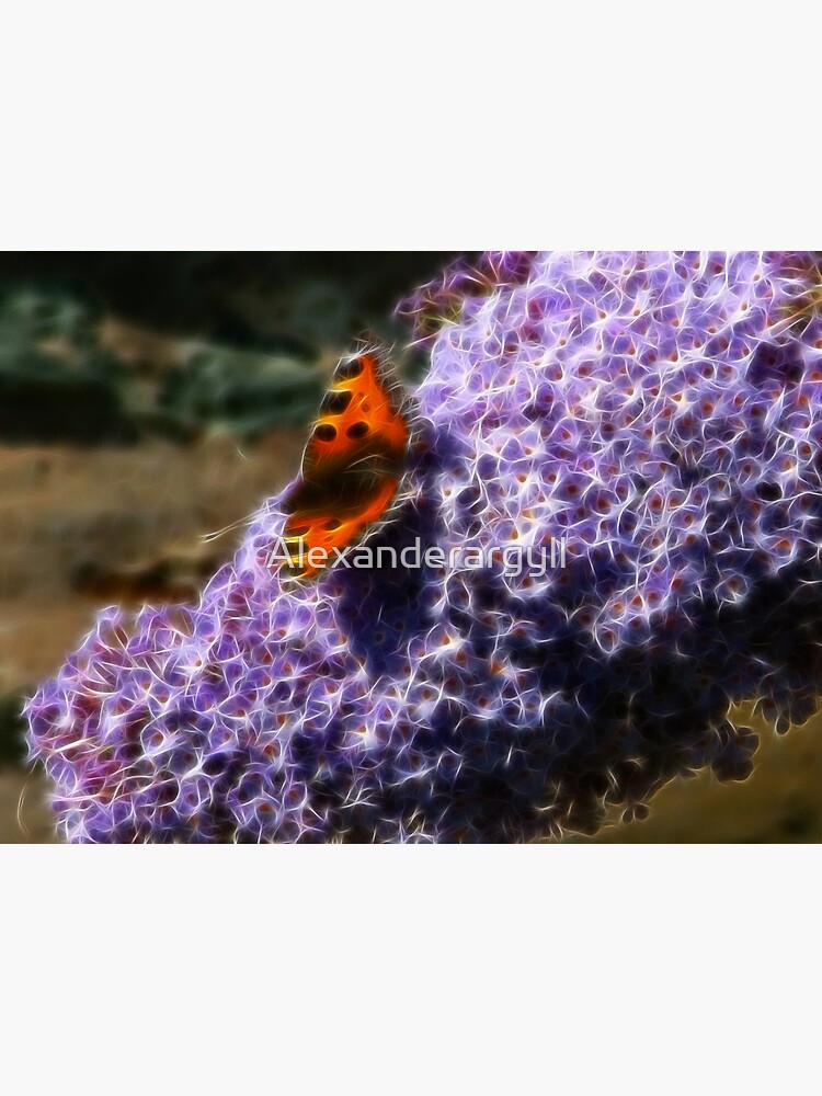 Butterfly and Buddlia by Alexanderargyll