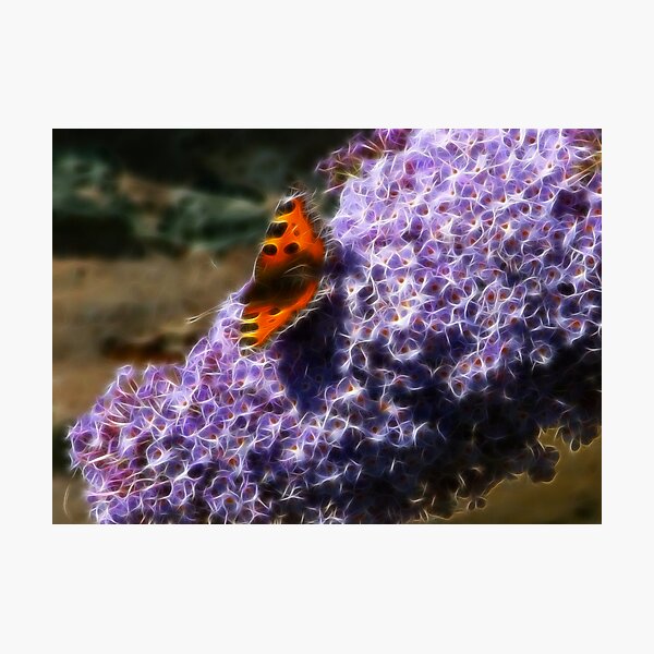 Butterfly and Buddlia Photographic Print