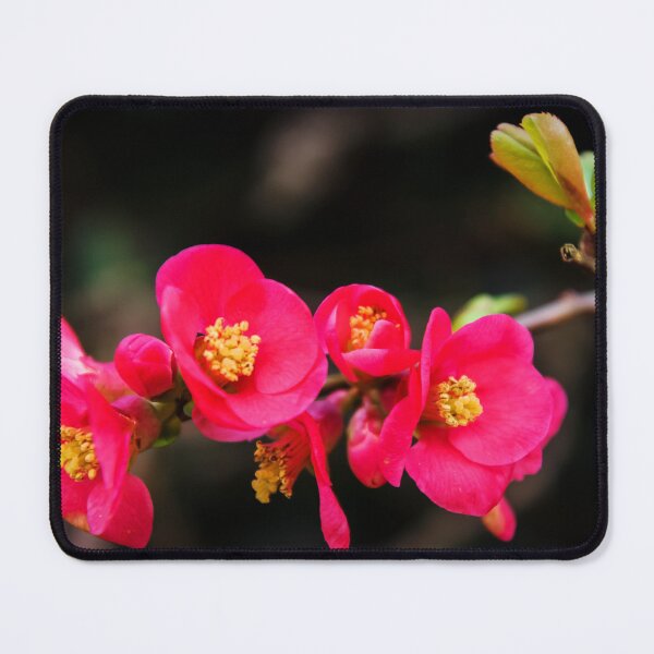 Item preview, Quince Blossom designed and sold by JEZ22.