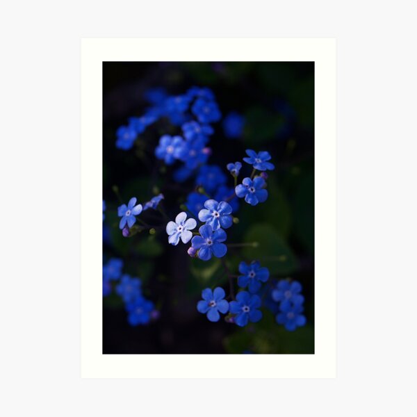 Forget me not Art Print