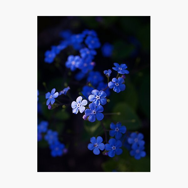 Forget me not Photographic Print