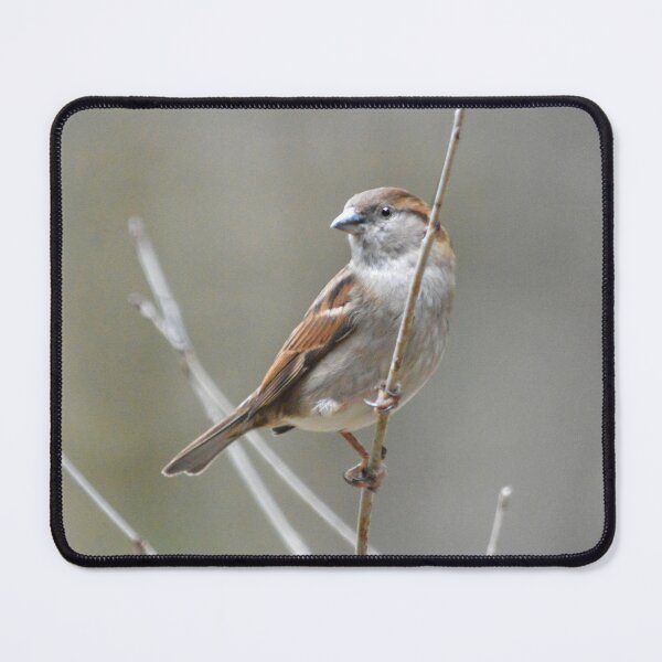 Item preview, Sparrow On Branch designed and sold by Laurie Minor.