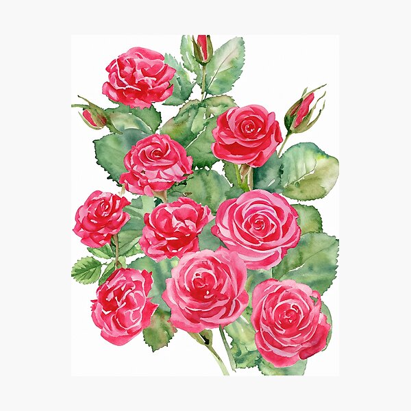 Item preview, Bouquet of Tea Roses - Watercolor designed and sold by LianaCreates.