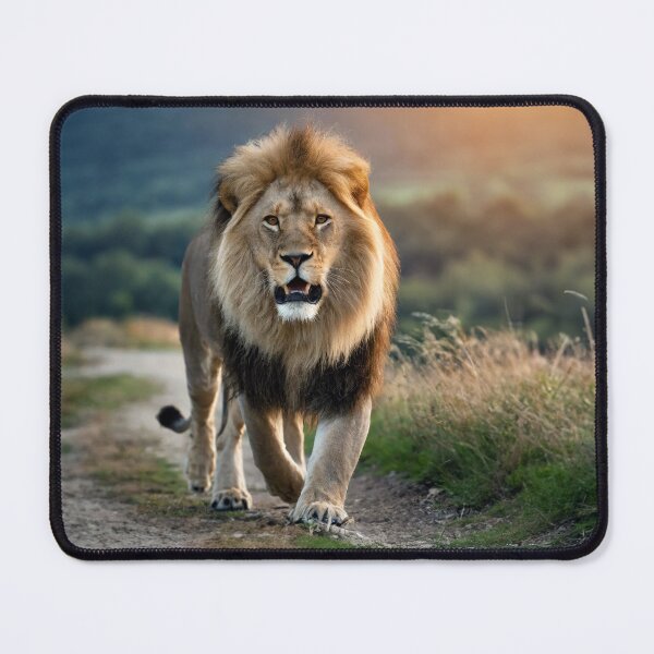 Item preview, Lion designed and sold by Tom McPherson Photography.