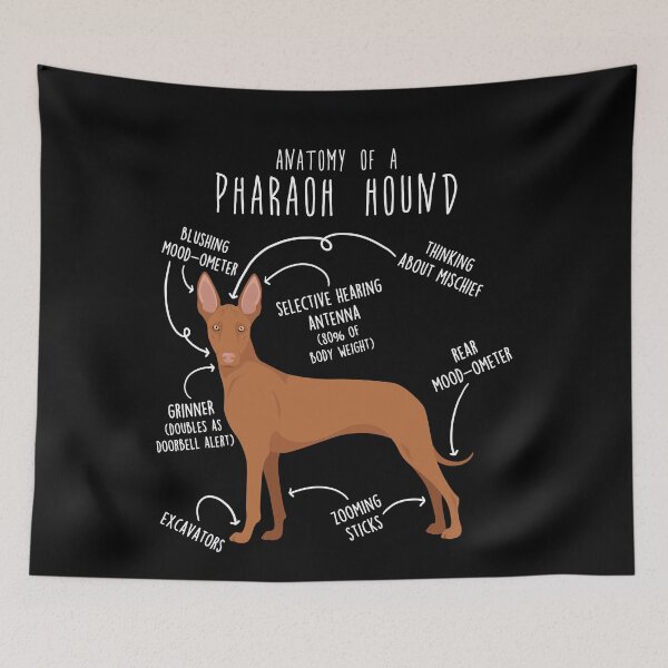 Item preview, Pharaoh Hound Dog Anatomy designed and sold by Clara Hollins.