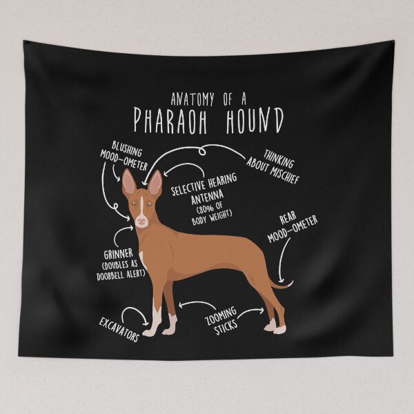 Item preview, Pharaoh Hound Dog Anatomy designed and sold by Clara Hollins.