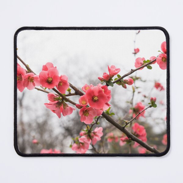 Item preview, Vibrant Pink Flowering Quince Celebrating Spring designed and sold by Georgia Mizuleva.