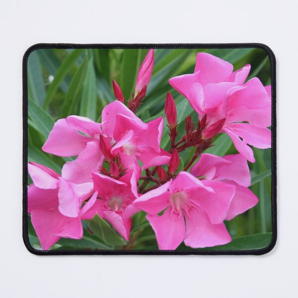 Item preview, Pink Oleander Natures Summer Bouquet designed and sold by taiche.