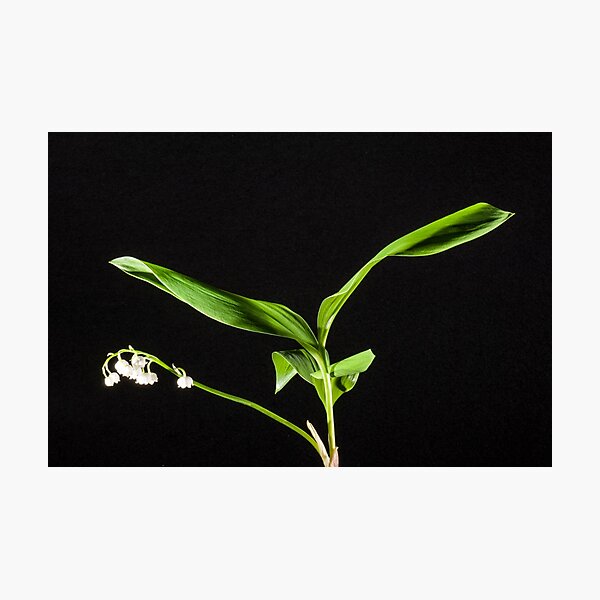 Item preview, lily of the valley designed and sold by Ingo Gerlach.