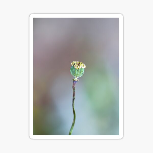 Item preview, Poppy Seed Head designed and sold by Alisonchambers2.