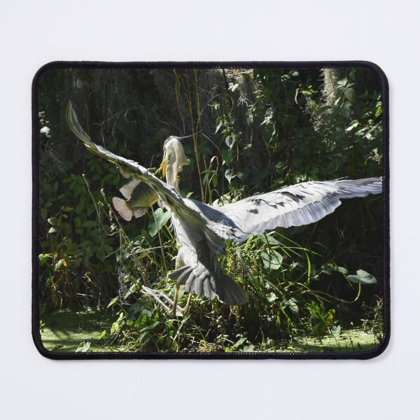 Item preview, Great Blue Heron In flight designed and sold by MercerImages.