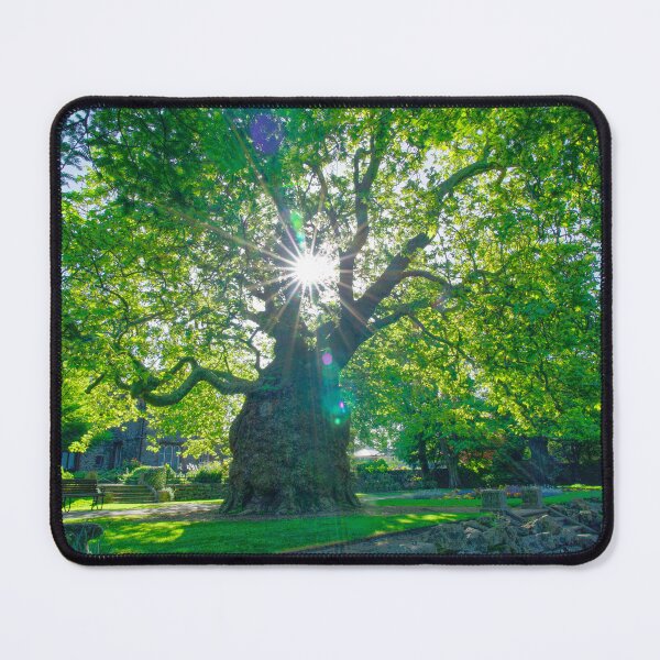 Item preview, Canterbury Westgate Gardens Tree designed and sold by Alisonchambers2.