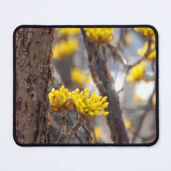 Item preview, Cornus officinalis 1 designed and sold by yunee.