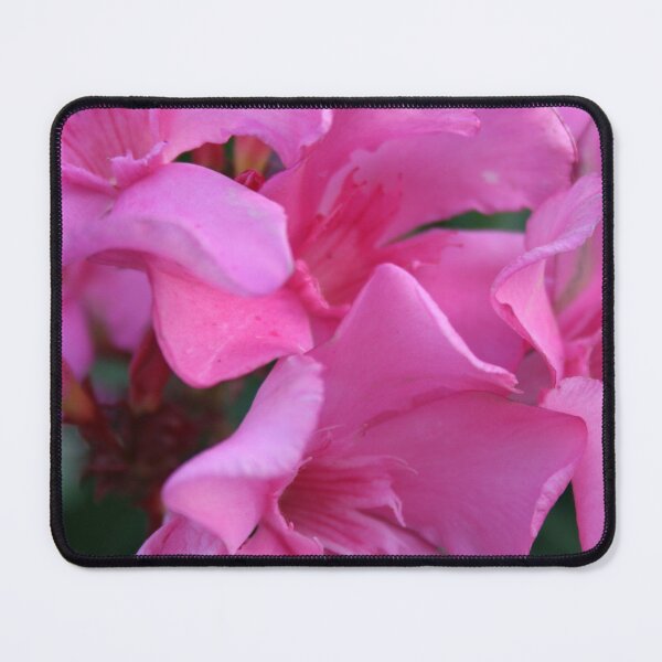 Item preview, A Closeup Shot of Pink Flowers on an Oleander Shrub designed and sold by taiche.