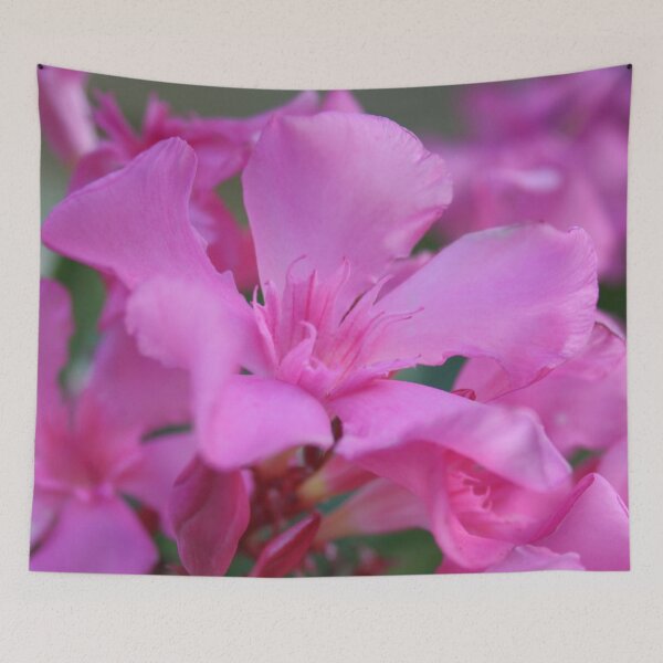 Item preview, Pink Oleander Flower designed and sold by taiche.