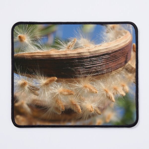 Item preview, Common Oleander Seed Pods Latin name - Nerium oleander designed and sold by taiche.