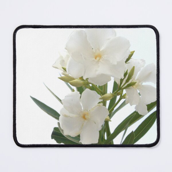 Item preview, White Oleander Flowers Close Up Isolated On White Background designed and sold by taiche.