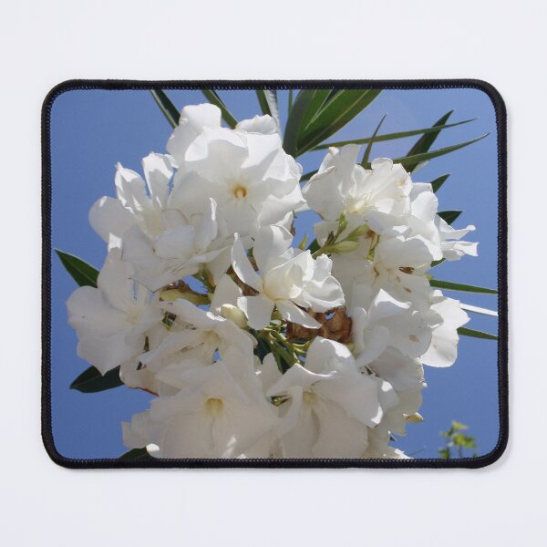 Item preview, Nerium Oleander White designed and sold by taiche.