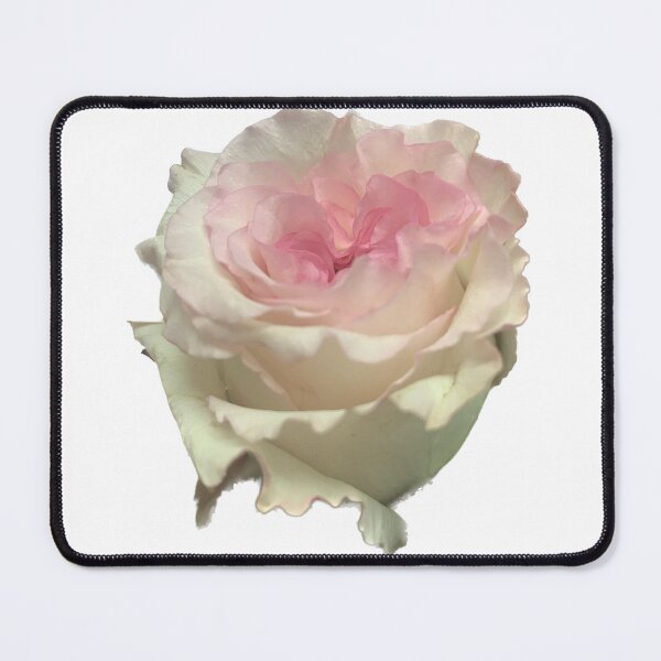 Item preview, Pink white rose isolate, sweet of single designed and sold by pipikijung.