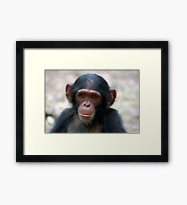 Little Chimp Framed Print