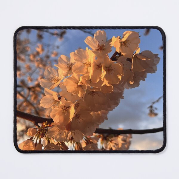 Item preview, Cherry Blossom Sunrise designed and sold by ascherf.