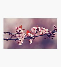 Soft side of Spring III Photographic Print