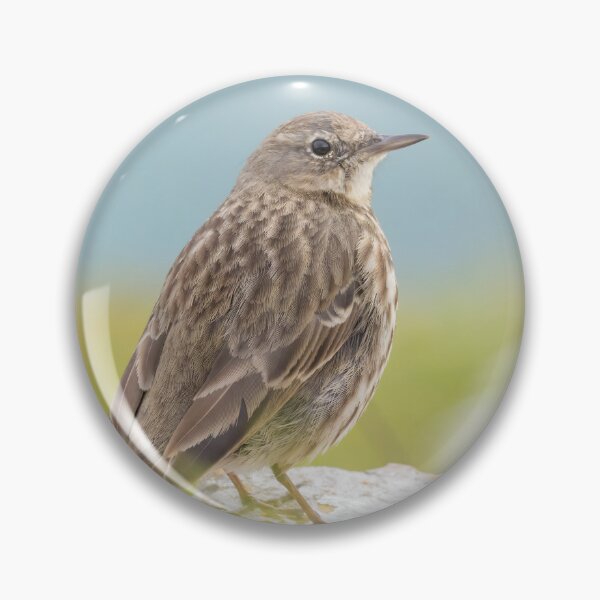 Item preview, Rock Pipit designed and sold by LaurenTucker.