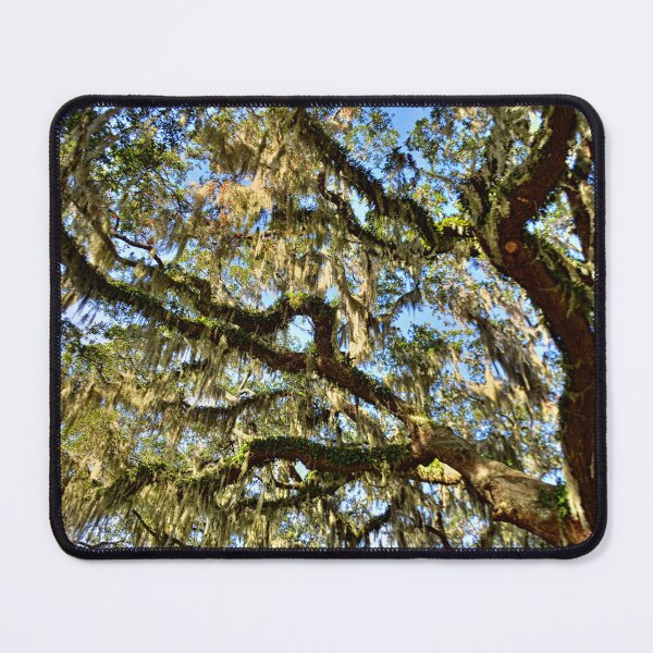 Item preview, Glistening Spanish Moss designed and sold by LisaWootenPhoto.