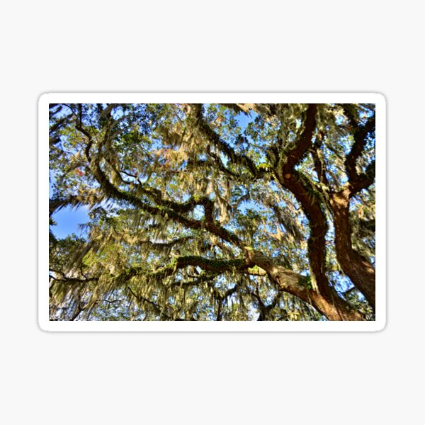 Item preview, Glistening Spanish Moss designed and sold by LisaWootenPhoto.