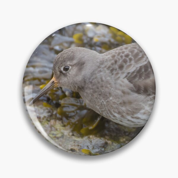 Item preview, Purple Sandpiper Calidris maritima designed and sold by LaurenTucker.