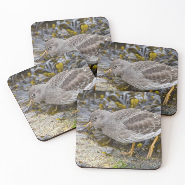 Item preview, Purple Sandpiper Calidris maritima designed and sold by LaurenTucker.