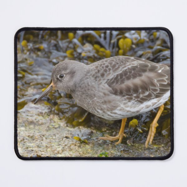 Item preview, Purple Sandpiper Calidris maritima designed and sold by LaurenTucker.