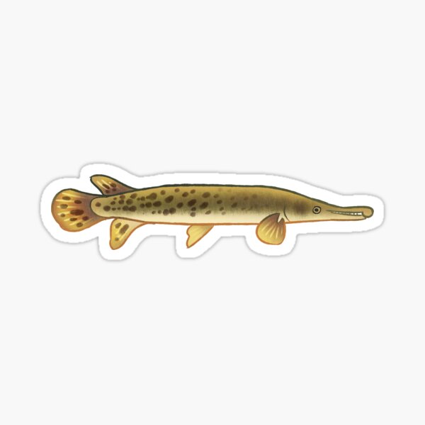  Funny Alligator Gar Fish Saying Freshwater Fishing Gift T-Shirt  : Clothing, Shoes & Jewelry