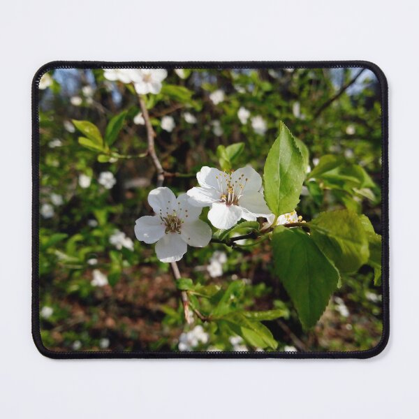 Item preview, European plum with white blossoms 4 original artwork designed and sold by paragonDesign28.