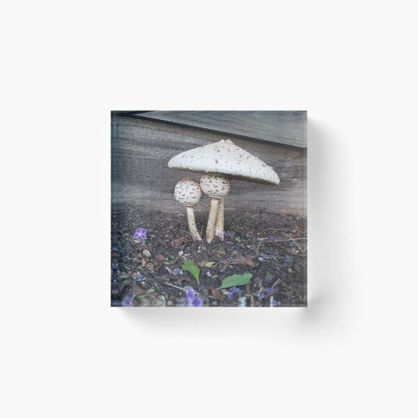Aperçu de l'œuvre Champignons sous un parapluie créée et vendue par Tobi9495.