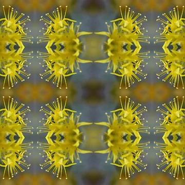 Artwork thumbnail, Yellow Stone Roses by Visual Ecstasy Escape Floral Trance Vision Photo Alchemy by K