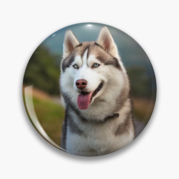 Artikelvorschau, Sibirischer Husky entworfen und verkauft von Tom McPherson Photography.
