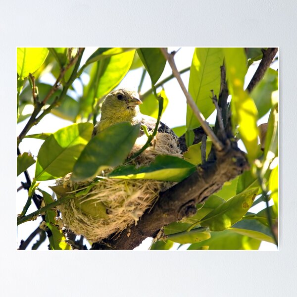 Item preview, Just Hanging Out at the Nest designed and sold by CarolM.