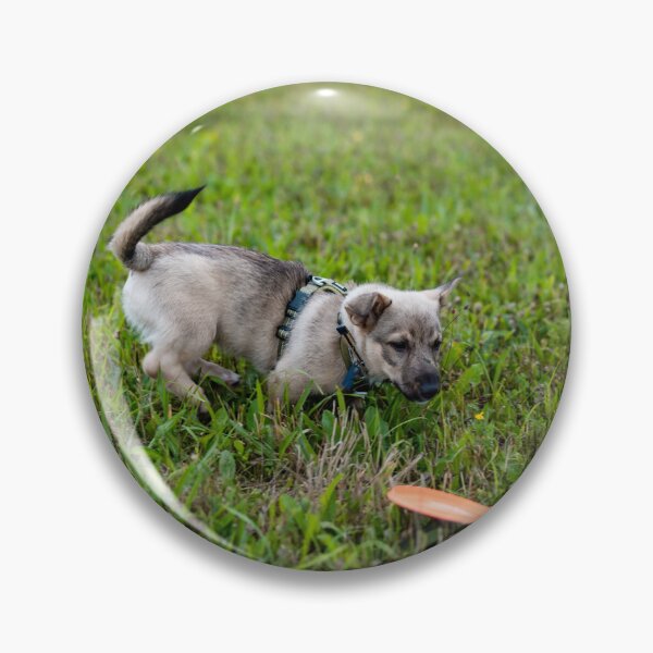 Item preview, Swedish Vallhund Puppy with frisbee designed and sold by TheVallhundStop.