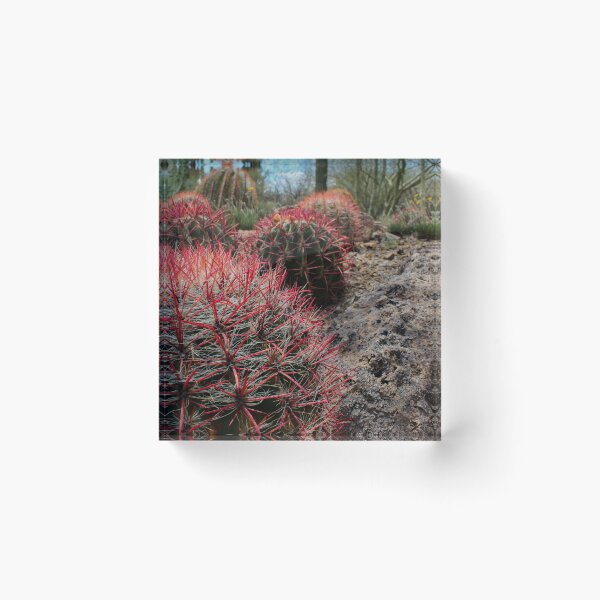 Item preview, Fire Barrel Cactus designed and sold by MonsoonPhoto.
