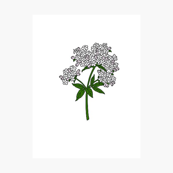 Item preview, Valerian Flower - Pink designed and sold by emlowery17.