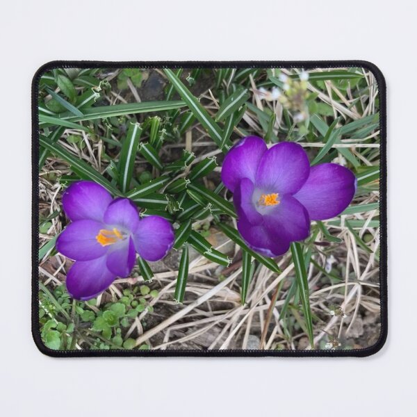 Item preview, Two Cute Little Crocuses  designed and sold by Amanda1775.