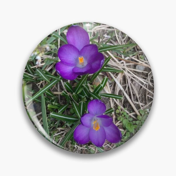 Item preview, Two Cute Little Crocuses  designed and sold by Amanda1775.