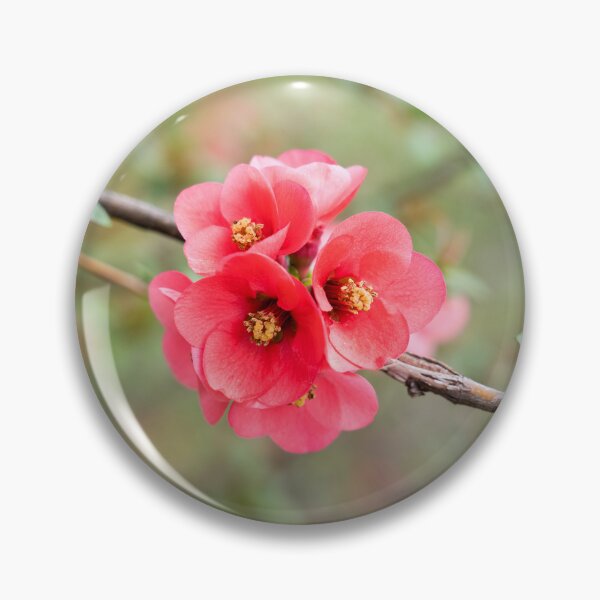 Item preview, Flowering Quince Vibrant Pink Bloom Cluster designed and sold by Georgia Mizuleva.
